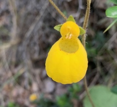 Calceolaria biflora