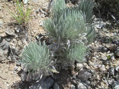 Echium albicans