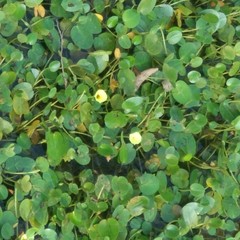 Hydrocleys nymphoides