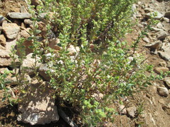 Magnoliopsida