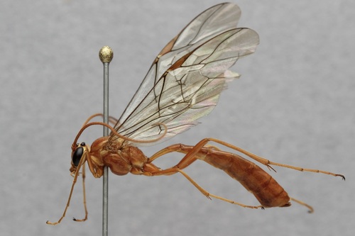 iNaturalist observation photo of Ophion