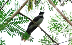 Rhipidura nigritorquis