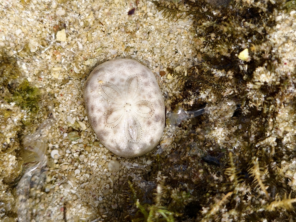Clypeaster reticulatus