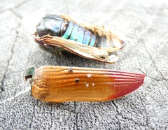 Temognatha variabilis