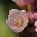 Persicaria orientalis - Photo no hay derechos reservados, subido por 葉子