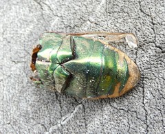 Temognatha variabilis