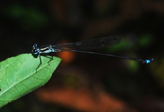 Coeliccia dinoceras