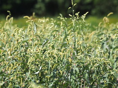 Persicaria lapathifolia lanata