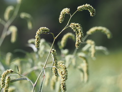 Persicaria lapathifolia lanata