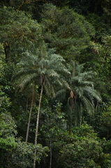 Ceroxylon peruvianum