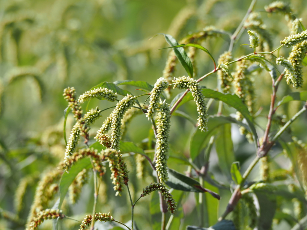 Persicaria lanata (Persicaria lanata)