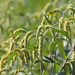 Persicaria lapathifolia lanata - Photo Ningún derecho reservado, subido por 葉子