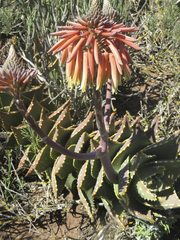 Aloe distans