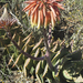 Aloe distans - Photo (c) botanicexpedition2019nl-saf, algunos derechos reservados (CC BY-NC-ND)