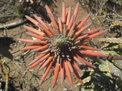 Aloe distans