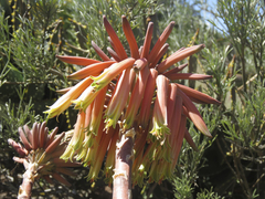 Aloe distans