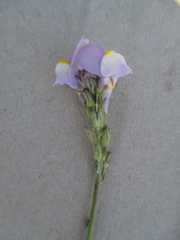 Linaria clementei