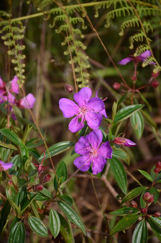 Pleroma ochypetalum
