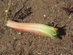 Aloe distans