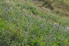 Echinops chantavicus