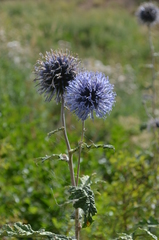 Echinops chantavicus