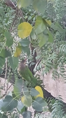 Psilopogon zeylanicus