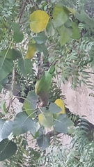 Psilopogon zeylanicus