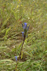 Gentiana tianschanica