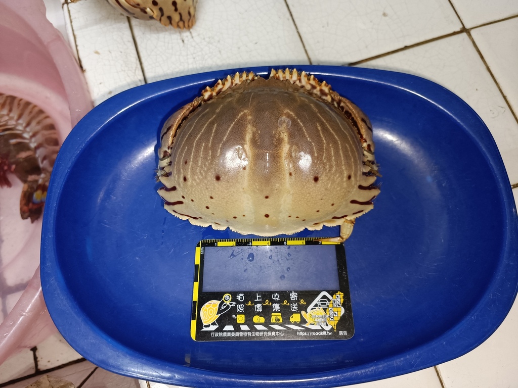 Common Box Crab