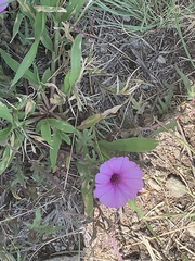 Ipomoea oenotherae