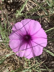 Ipomoea oenotherae