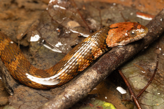 Brown-Banded Watersnake photo 1