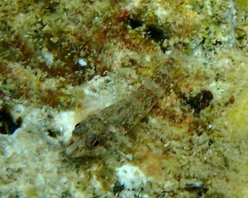 Enneapterygius niger observed 2025-12-27