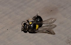 Hylaeus nubilosus