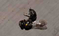 Hylaeus nubilosus