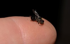Hylaeus nubilosus