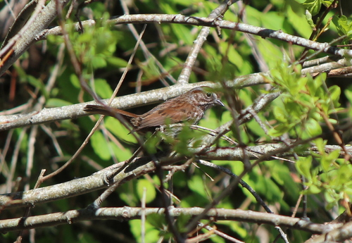 Song Sparrow