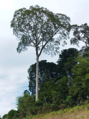 Koompassia excelsa