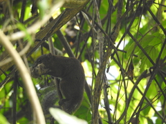 Callosciurus pygerythrus