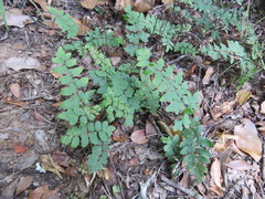 Cheilanthes viridis viridis