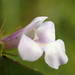 Torenia anagallis - Photo Ningún derecho reservado, subido por 葉子