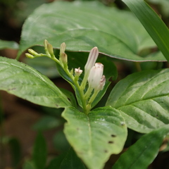 Spigelia humboldtiana