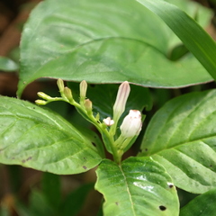 Spigelia humboldtiana