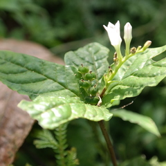 Spigelia humboldtiana