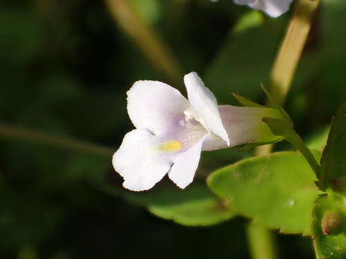 Image of Torenia Anagallis (Torenia anagallis) by no rights reserved