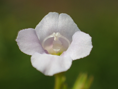 Torenia anagallis, photograph 6