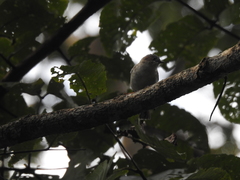 Staphida castaniceps