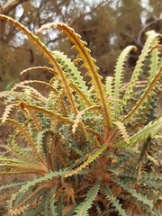 Banksia plumosa
