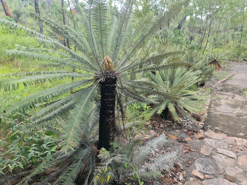 Cycas calcicola 'Blue' (Silver Dwarf Sago)