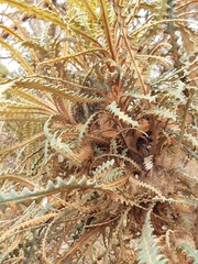 Banksia plumosa